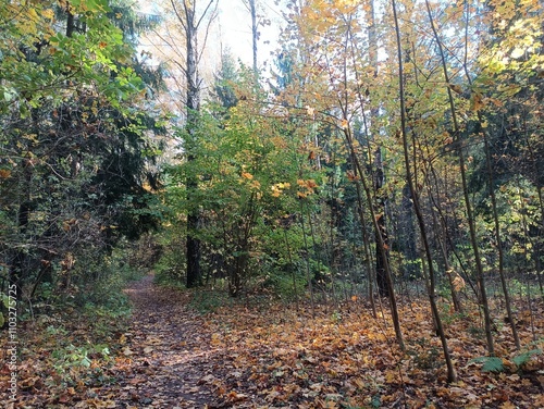 Talsa park during sunny autumn day. Oak and birch tree forest. Sunny day with white clouds in blue sky. Bushes are growing in woods. Fall season. Nature. Talsos parkas. photo