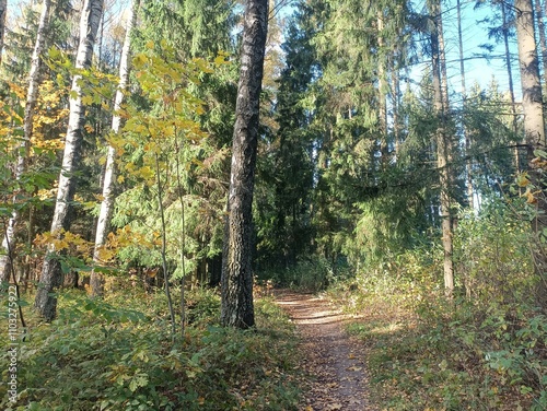 Talsa park during sunny autumn day. Oak and birch tree forest. Sunny day with white clouds in blue sky. Bushes are growing in woods. Fall season. Nature. Talsos parkas. photo