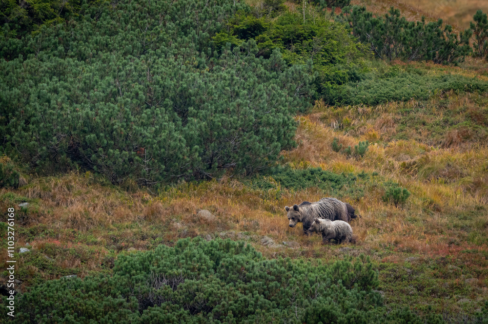 A female bear with cubs grazing on blueberries in a mountain environment with dwarf pine trees in the High Tatras in Slovakia A female bear with cubs grazing on blueberries in a mountain environment with dwarf pine trees in the High Tatras in Slovakia
