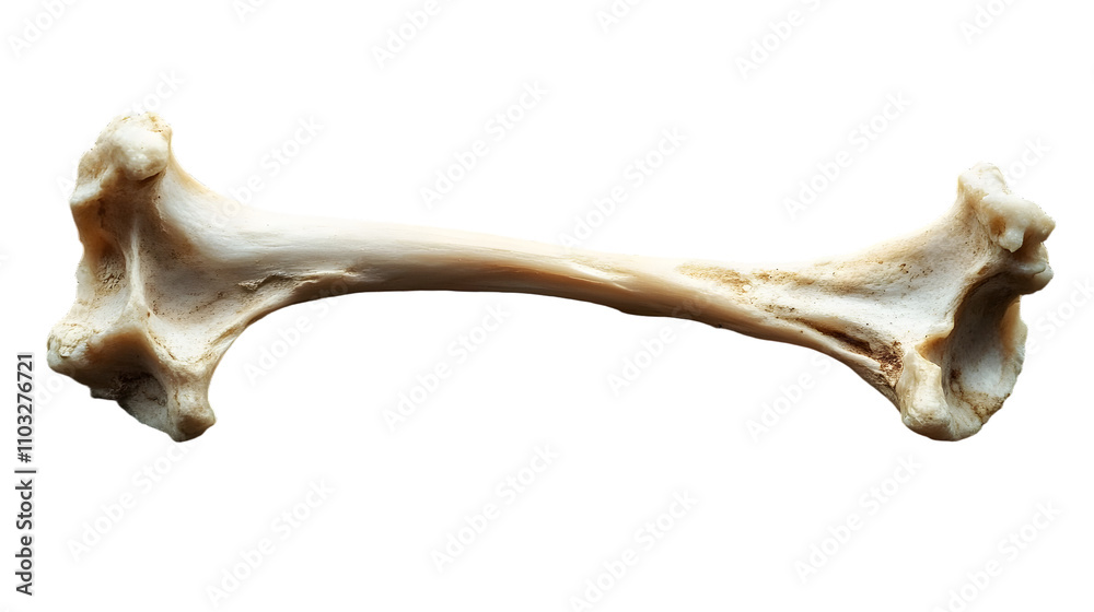 Fototapeta premium Fragmented Bone Piece on Rustic Wooden Surface