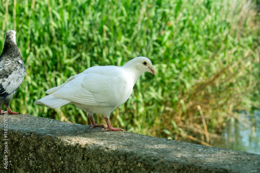 A white pigeon. A breed of pigeons (turbit) like paloma. Bird of peace A white pigeon. A breed of pigeons (turbit) like paloma. Bird of peace
