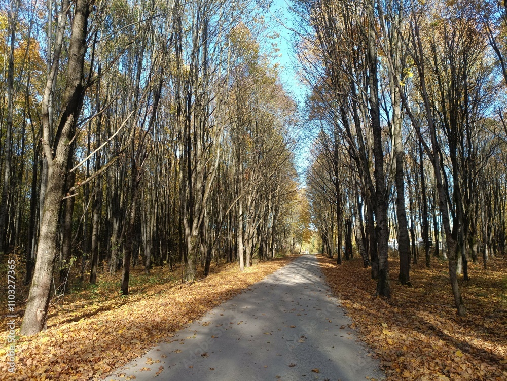 Talsa park during sunny autumn day. Oak and birch tree forest. Sunny day with white clouds in blue sky. Bushes are growing in woods. Fall season. Nature. Talsos parkas. Talsa park during sunny autumn day. Oak and birch tree forest. Sunny day with white clouds in blue sky. Bushes are growing in woods. Fall season. Nature. Talsos parkas.