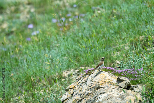 Steppe biome. Pied wheatear (Oenanthe pleschanka, female) mobbing on plot of dry steppe on stony steppe of mountains to sea. (Thymus tauricus) and graminaceous plant are blooming. Crimea, Feodosia