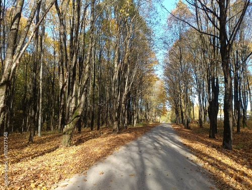 Talsa park during sunny autumn day. Oak and birch tree forest. Sunny day with white clouds in blue sky. Bushes are growing in woods. Fall season. Nature. Talsos parkas. photo