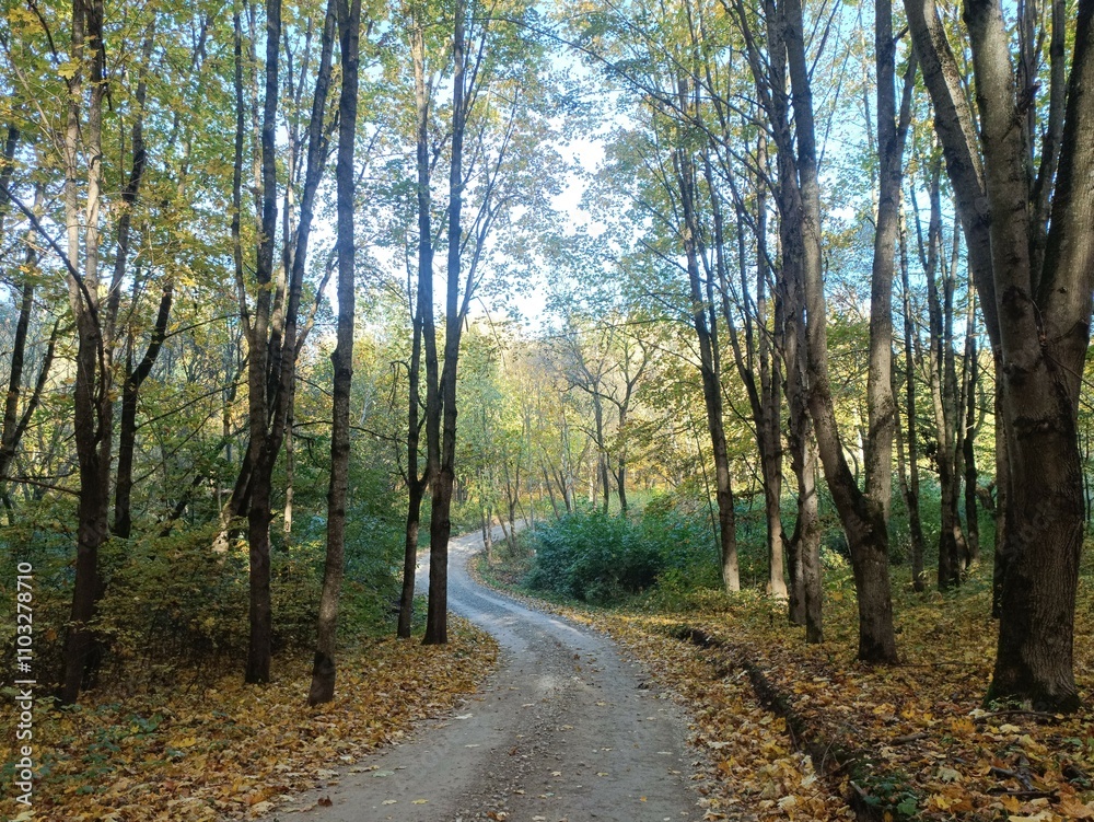 Talsa park during sunny autumn day. Oak and birch tree forest. Sunny day with white clouds in blue sky. Bushes are growing in woods. Fall season. Nature. Talsos parkas. Talsa park during sunny autumn day. Oak and birch tree forest. Sunny day with white clouds in blue sky. Bushes are growing in woods. Fall season. Nature. Talsos parkas.