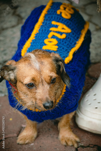 dog wearing clothes with message during rally dedicated to POWs