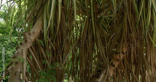 The pedestal shot moves from the bottom going up, showing the trunks, aerial roots, and leaves of Pandanus tectorius also known as Tahitian Screwpine. photo