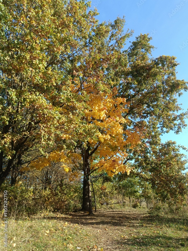 Talsa park during sunny autumn day. Oak and birch tree forest. Sunny day with white clouds in blue sky. Bushes are growing in woods. Fall season. Nature. Talsos parkas. Talsa park during sunny autumn day. Oak and birch tree forest. Sunny day with white clouds in blue sky. Bushes are growing in woods. Fall season. Nature. Talsos parkas.