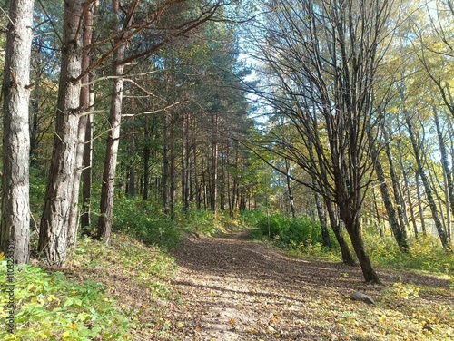 Talsa park during sunny autumn day. Oak and birch tree forest. Sunny day with white clouds in blue sky. Bushes are growing in woods. Fall season. Nature. Talsos parkas. photo