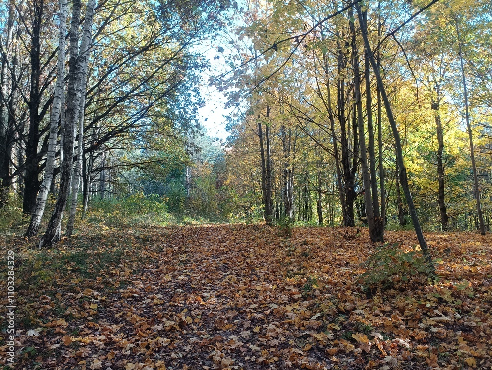 Talsa park during sunny autumn day. Oak and birch tree forest. Sunny day with white clouds in blue sky. Bushes are growing in woods. Fall season. Nature. Talsos parkas. Talsa park during sunny autumn day. Oak and birch tree forest. Sunny day with white clouds in blue sky. Bushes are growing in woods. Fall season. Nature. Talsos parkas.