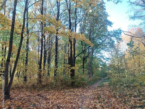 Talsa park during sunny autumn day. Oak and birch tree forest. Sunny day with white clouds in blue sky. Bushes are growing in woods. Fall season. Nature. Talsos parkas. photo