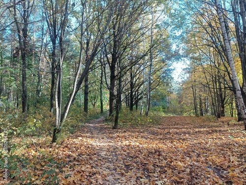 Talsa park during sunny autumn day. Oak and birch tree forest. Sunny day with white clouds in blue sky. Bushes are growing in woods. Fall season. Nature. Talsos parkas. photo