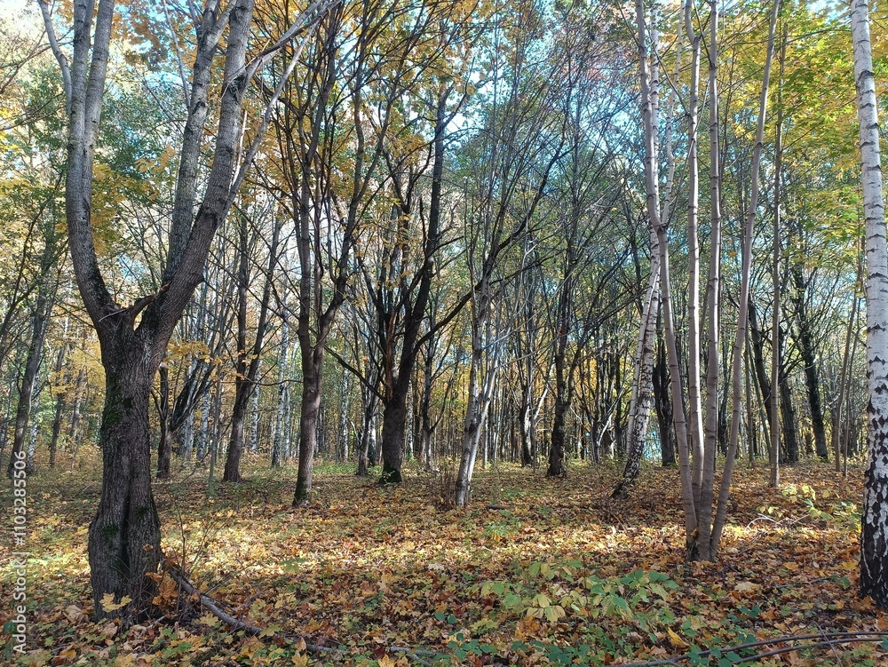 Talsa park during sunny autumn day. Oak and birch tree forest. Sunny day with white clouds in blue sky. Bushes are growing in woods. Fall season. Nature. Talsos parkas. Talsa park during sunny autumn day. Oak and birch tree forest. Sunny day with white clouds in blue sky. Bushes are growing in woods. Fall season. Nature. Talsos parkas.