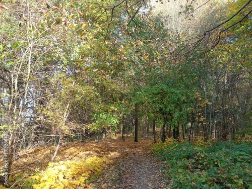 Talsa park during sunny autumn day. Oak and birch tree forest. Sunny day with white clouds in blue sky. Bushes are growing in woods. Fall season. Nature. Talsos parkas. photo