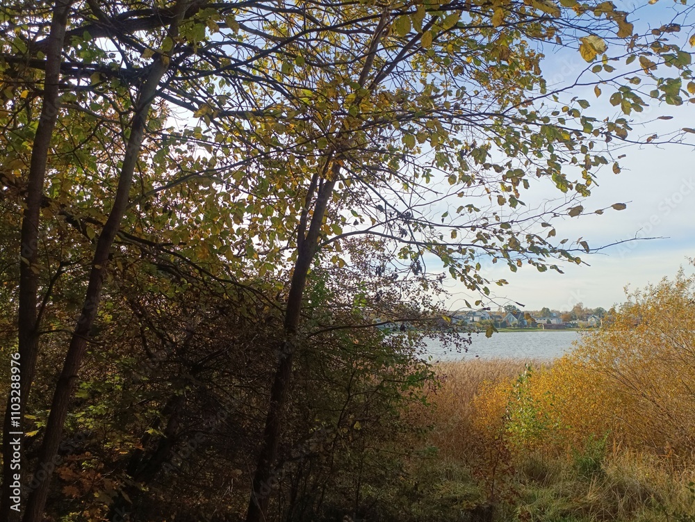 Talsa park during sunny autumn day. Oak and birch tree forest. Sunny day with white clouds in blue sky. Bushes are growing in woods. Fall season. Nature. Talsos parkas. Talsa park during sunny autumn day. Oak and birch tree forest. Sunny day with white clouds in blue sky. Bushes are growing in woods. Fall season. Nature. Talsos parkas.