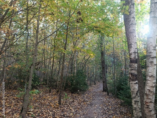 Talsa park during sunny autumn day. Oak and birch tree forest. Sunny day with white clouds in blue sky. Bushes are growing in woods. Fall season. Nature. Talsos parkas. photo