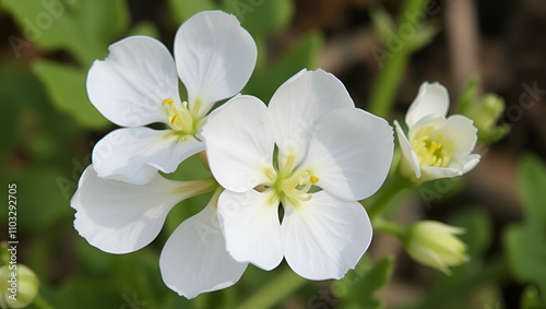 Botanical collection, white blossom of eadible sea shore plant Crambe maritima or sea kale,seakale or crambe flowering plant in genus Crambe of the family Brassicaceae. photo