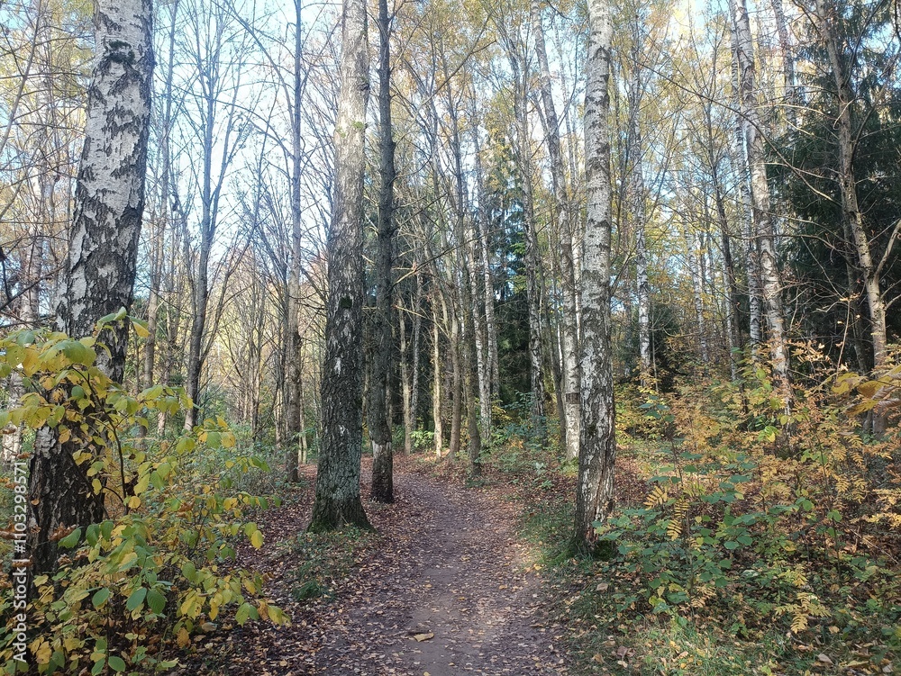 Talsa park during sunny autumn day. Oak and birch tree forest. Sunny day with white clouds in blue sky. Bushes are growing in woods. Fall season. Nature. Talsos parkas.