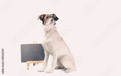 white and brown dog lies near blank chalk board photo