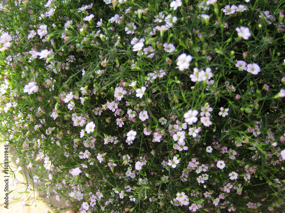 Small purple flowers form a bush full of flowers.