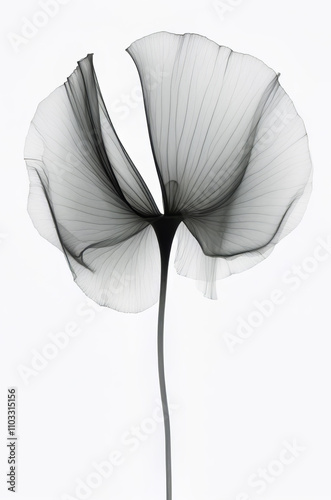 Lovely Adorable X Ray Flower 