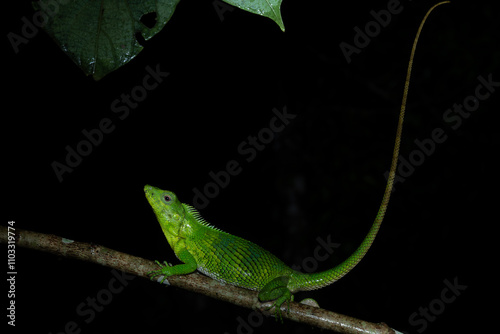 Calotes nemoricola, the Nilgiri forest lizard, is an agamid lizard found in the Western Ghats of India. photo