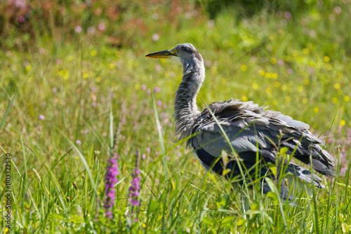 Grey heron from the side, plumage of gray heron, heron on a meadow with pink flowers, gray heron on a summer meadow, sunshine and on a flower meadow photo