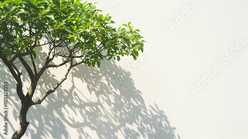 Shadow of leaves tree on white background. Sun day. Overlay, copy space.