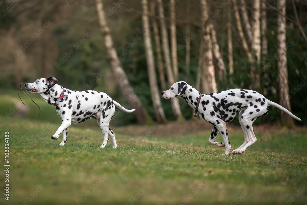 two Dalmatian dogs running from right to left at the forest two Dalmatian dogs running from right to left at the forest