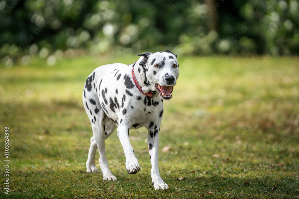 dalmatian dog running slowly by the forest dalmatian dog running slowly by the forest