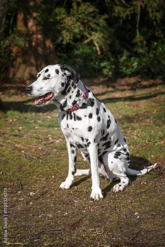 Dalmatian dog sitting under a tree in the sun Dalmatian dog sitting under a tree in the sun