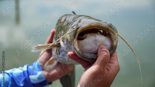 Catching a large catfish by the riverside during an afternoon fishing trip in late summer