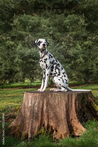 Dalmatian dog sitting on a tree stump by the forest