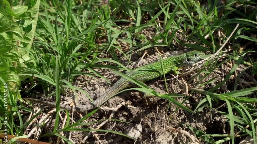 Green lizard basking in the sun on grassy ground in a natural habitat during daytime Green lizard basking in the sun on grassy ground in a natural habitat during daytime