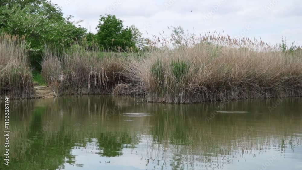 Exploring the tranquility of a serene lake surrounded by lush greenery and tall reeds in a natural environment Exploring the tranquility of a serene lake surrounded by lush greenery and tall reeds in a natural environment