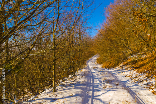 rural road through the winter snowbound forest photo