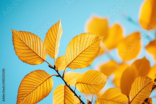 Vibrant Yellow Autumn Leaves Against a Clear Blue Sky Capturing the Essence of Fall's Natural Beauty and Tranquility