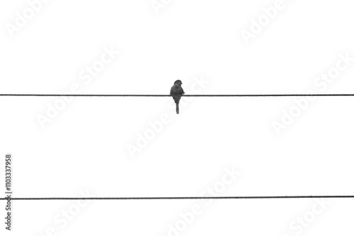 Canvas Print Birds on the wire
