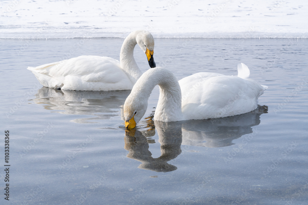 Obraz premium 屈斜路湖で温泉に浸かる白鳥たち