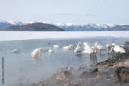 Fototapeta Naklejka Na Ścianę i Meble -  屈斜路湖で温泉に浸かる白鳥たち