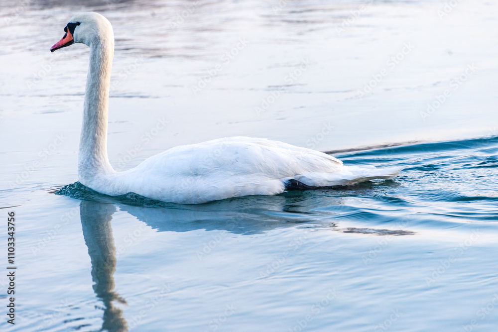 Fototapeta premium mute swan cygnus olor, on the lake, close up, portrait 