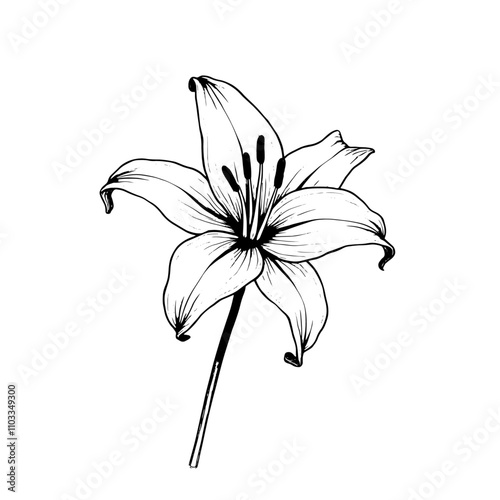 vector lily flower on a white background