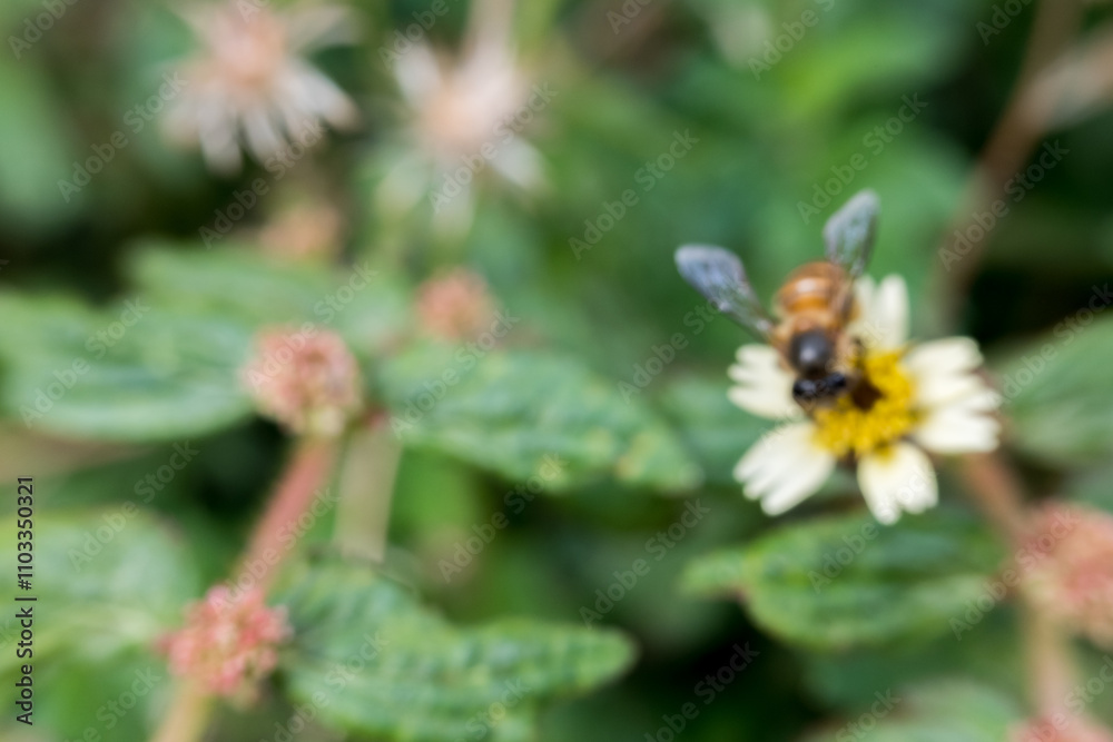 A blurry, unfocused photo of a honeybee perched on a wildflower. A blurry, unfocused photo of a honeybee perched on a wildflower.