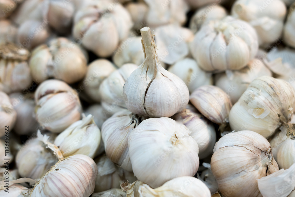 Close-up view of garlic bulbs with a papery white and purple skin, highlighting their texture and details. Piled together, with one bulb prominently standing out. Close-up view of garlic bulbs with a papery white and purple skin, highlighting their texture and details. Piled together, with one bulb prominently standing out.