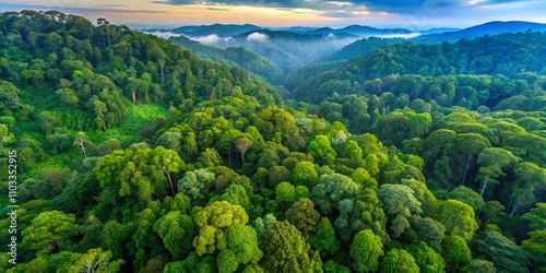 Aerial View of the Lush Forest in Giam Kanching, Rawang, Selangor, Showcasing Dense Trees and Verdant Canopies in a Vibrant Natural Landscape Photography Experience photo