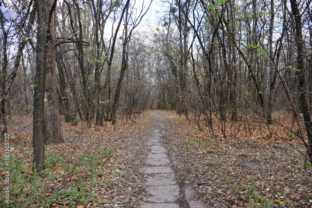 A quiet forest pathway surrounded by bare trees and scattered autumn leaves, creating a serene and tranquil atmosphere in late fall. A quiet forest pathway surrounded by bare trees and scattered autumn leaves, creating a serene and tranquil atmosphere in late fall.