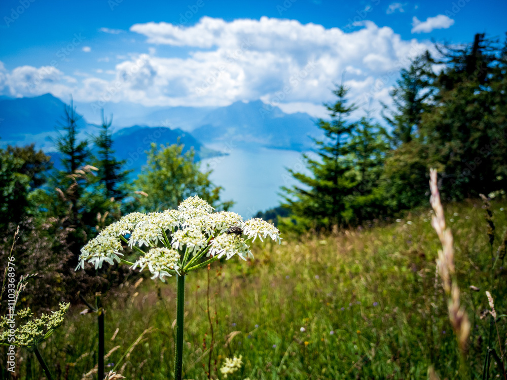 Obraz premium Lake Lucerne