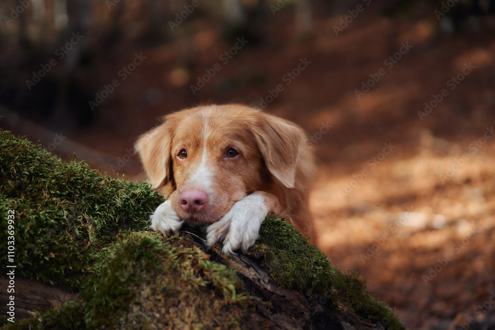A Golden Retriever rests its head on a moss-covered log in a sunlit forest during autumn. The peaceful moment captures the harmony between the dog and its natural environment.