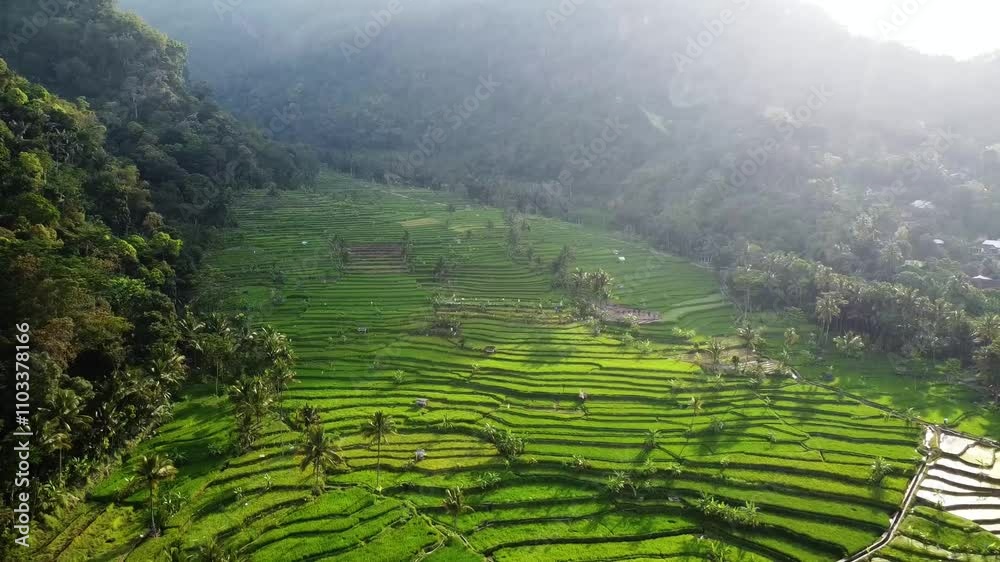 aerial panorama of agrarian rice fields landscape in the village of Central Java, like a terraced rice fields ubud Bali ASIA Indonesia aerial panorama of agrarian rice fields landscape in the village of Central Java, like a terraced rice fields ubud Bali ASIA Indonesia