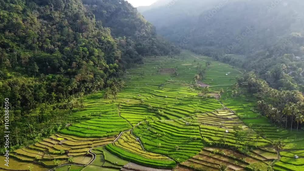 aerial panorama of agrarian rice fields landscape in the village of Central Java, like a terraced rice fields ubud Bali ASIA Indonesia aerial panorama of agrarian rice fields landscape in the village of Central Java, like a terraced rice fields ubud Bali ASIA Indonesia